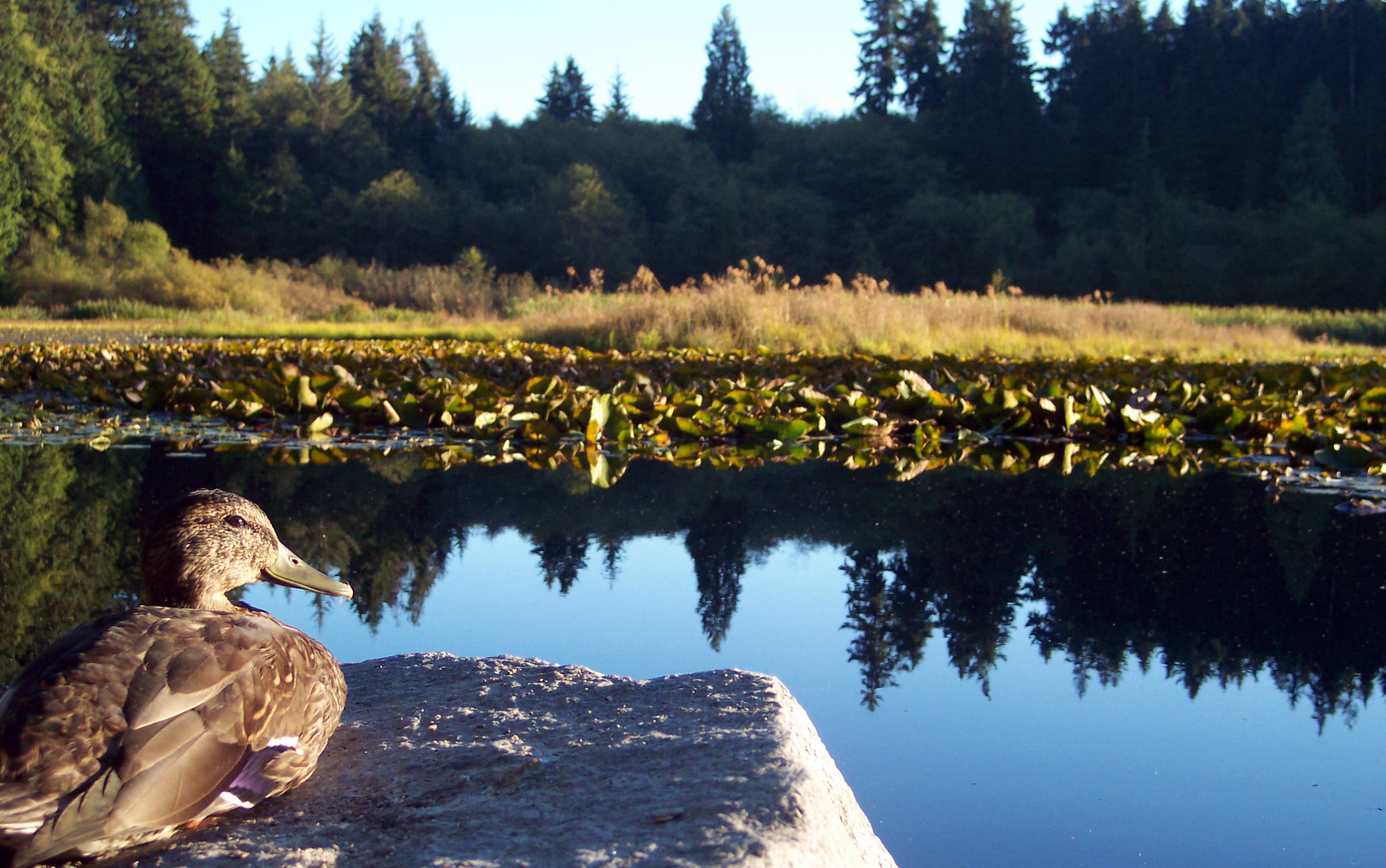 Stanley Park